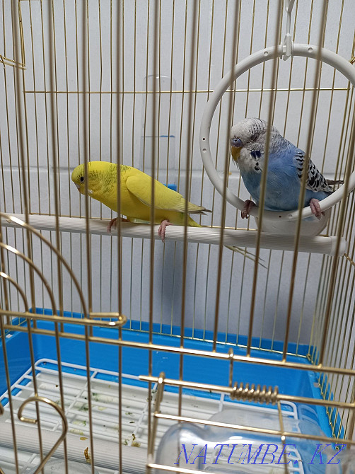 Волнистые Попугай 2шт Парочка+Клетка Алматы - изображение 3