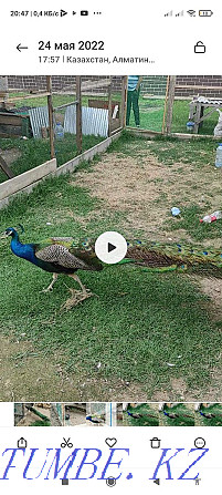 Peacock and pava..  - photo 4