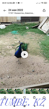 Peacock and pava..  - photo 5