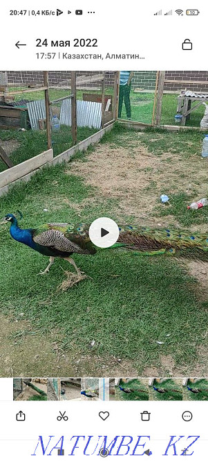 Павлин и пава ..  - изображение 4