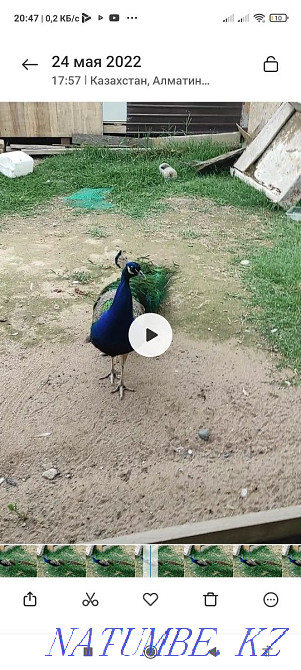 Павлин и пава ..  - изображение 5