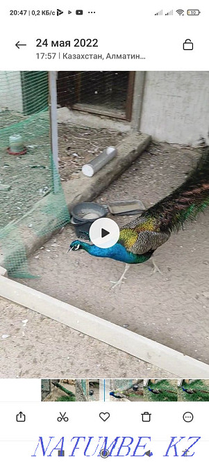 Павлин и пава ..  - изображение 3