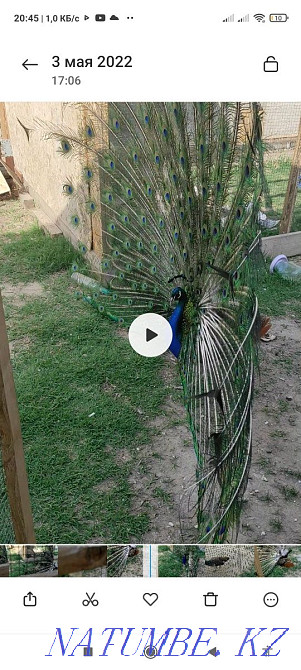 Павлин и пава ..  - изображение 2