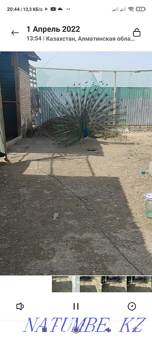 Павлин и пава ..  - изображение 1