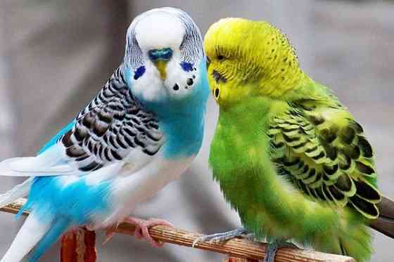Волнистые попугаи 2х месячные Astana