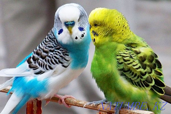 Budgerigars 2 months old Astana - photo 1