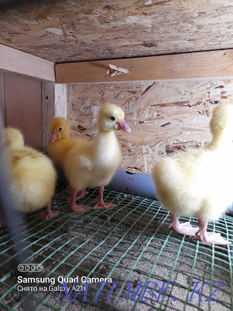 Broiler chickens. Ross-308, goslings "Linda" and goslings "LARGE GRAY". Kostanay - photo 2