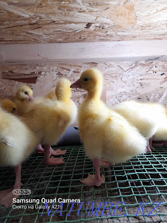 Broiler chickens. Ross-308, goslings "Linda" and goslings "LARGE GRAY". Kostanay - photo 4