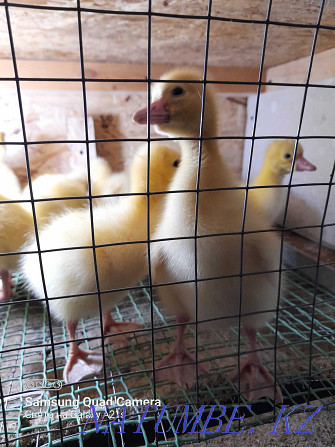Broiler chickens. Ross-308, goslings "Linda" and goslings "LARGE GRAY". Kostanay - photo 5