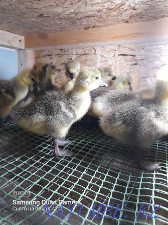 Broiler chickens. Ross-308, goslings "Linda" and goslings "LARGE GRAY". Kostanay - photo 3