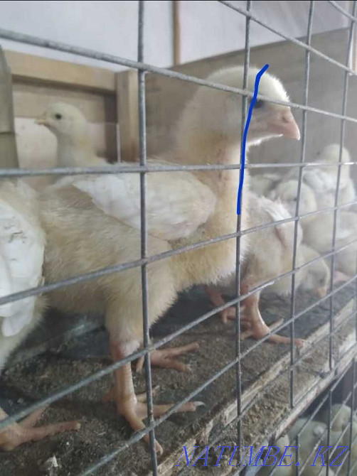 Цыплята бройлера.Росс-308, гусята "Линда" и гусята "КРУПНО-СЕРЫЕ". Костанай - изображение 6