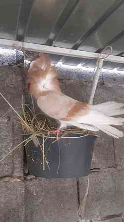 Продам голуби якобинец Шымкент