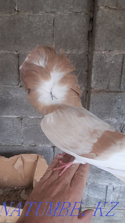 Продам голуби якобинец Шымкент - изображение 1