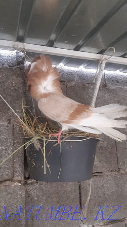 Продам голуби якобинец Шымкент - изображение 2
