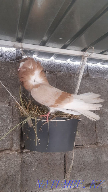 Продам голуби якобинец Шымкент - изображение 3