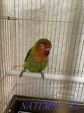 parrot fisher Almaty - photo 1