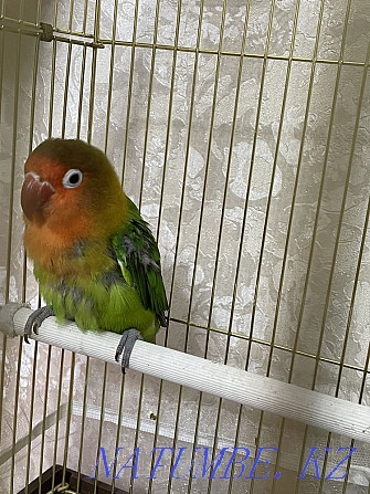 parrot fisher Almaty - photo 3