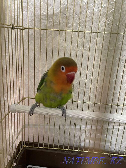 Папугай фишер Алматы - изображение 1
