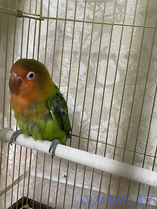 Папугай фишер Алматы - изображение 3