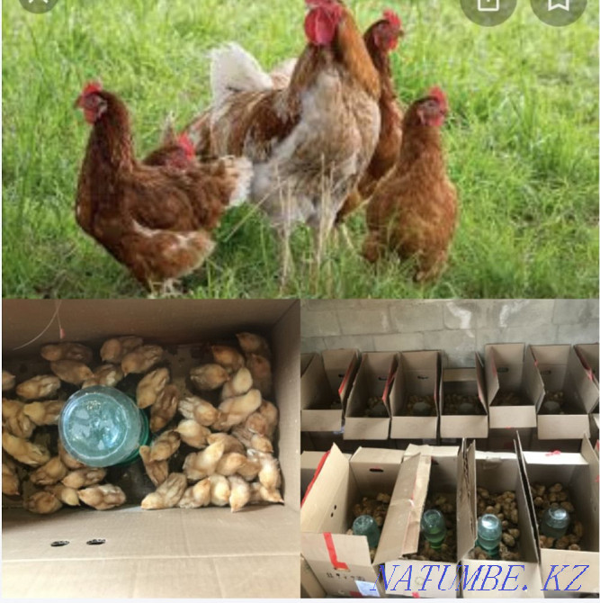 Лохман Браун тауықтары  Өскемен - изображение 1