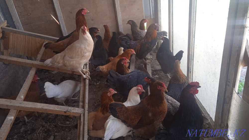 Үй тауықтарын сатамыз  - изображение 2