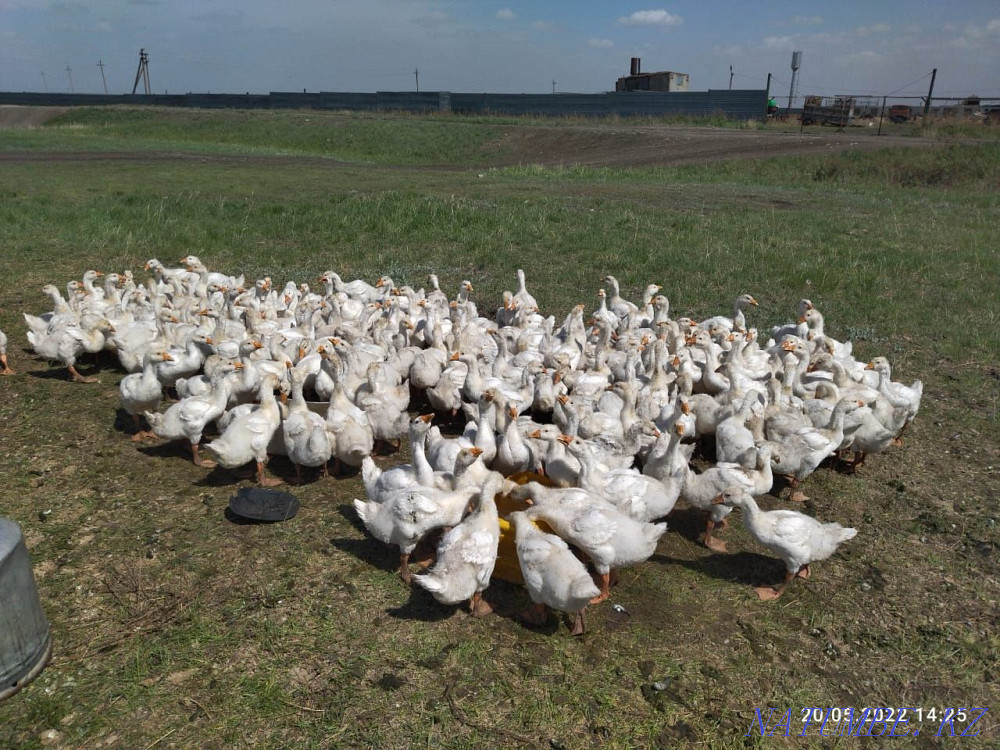 Продам гусиное инкубационное яйцо порода Линда, Губернатор, Алматы - изображение 1