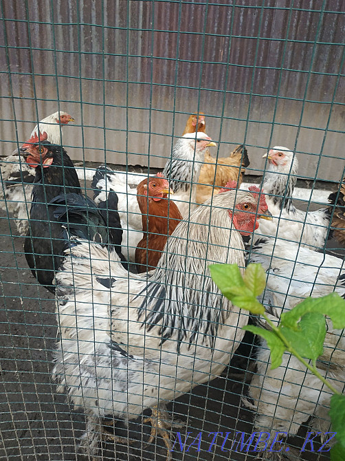 Продам куры петухов Алматы - изображение 1