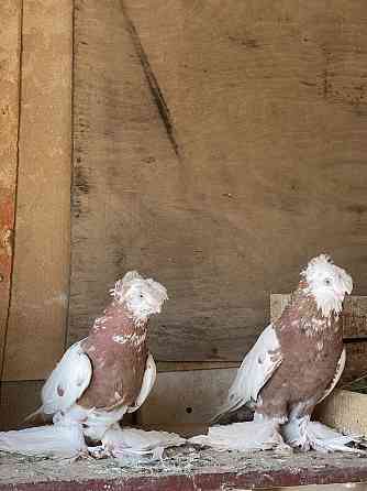Продам голуби Капканы пара Шымкент