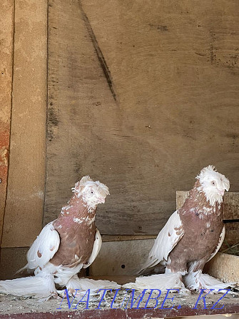 I will sell pigeons Traps pair Shymkent - photo 1