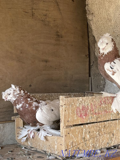 Мен көгершіндерді сатамын Шымкент - изображение 3