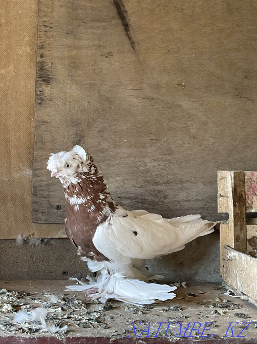 Мен көгершіндерді сатамын Шымкент - изображение 2