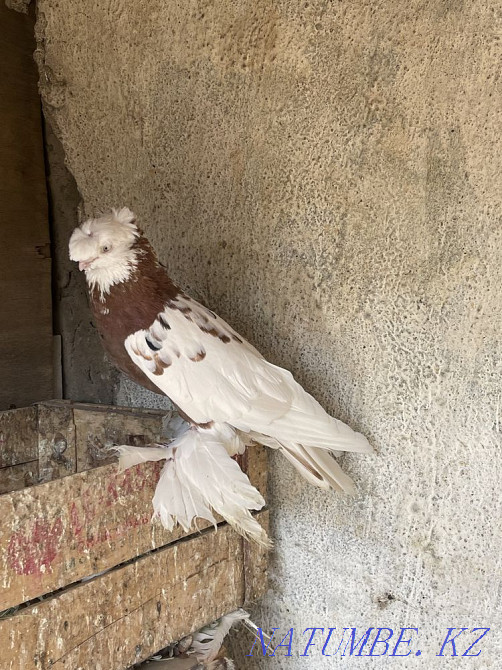 Мен көгершіндерді сатамын Шымкент - изображение 4