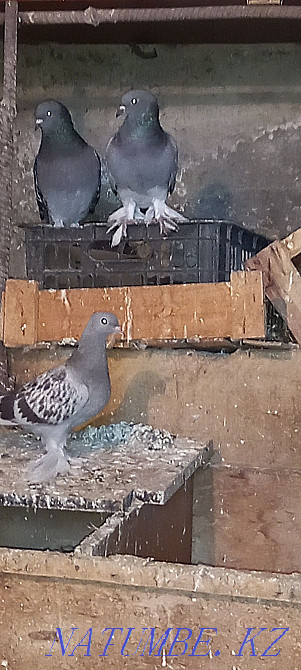 Такла голуби продам Шымкент - изображение 3