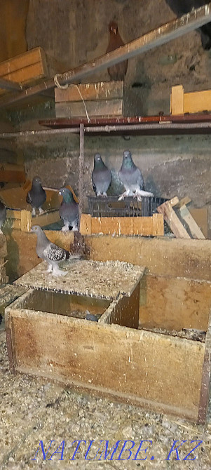 Такла голуби продам Шымкент - изображение 5
