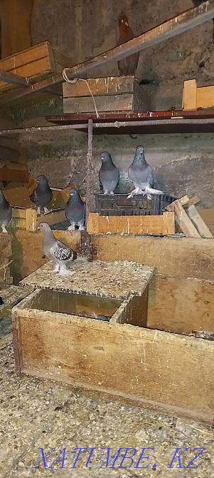 Такла голуби продам Шымкент - изображение 7