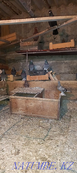 Такла голуби продам Шымкент - изображение 6