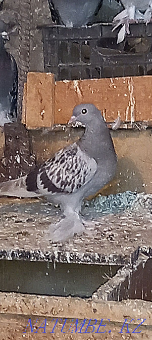 Такла голуби продам Шымкент - изображение 4