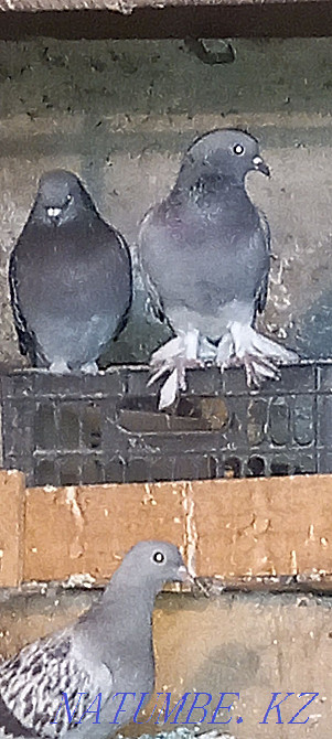 Такла голуби продам Шымкент - изображение 1