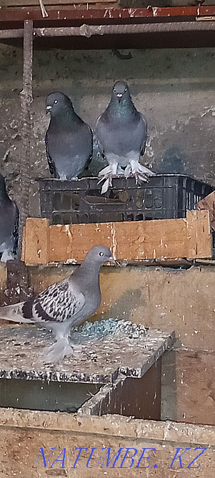 Такла голуби продам Шымкент - изображение 2