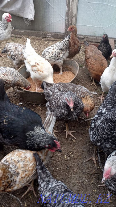 Hens 3 months Rudnyy - photo 2