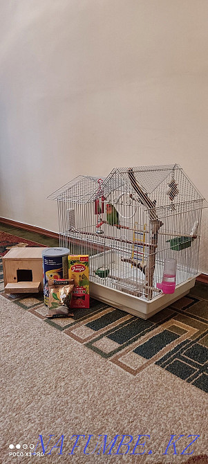 Попугайчик попугай Алматы - изображение 1