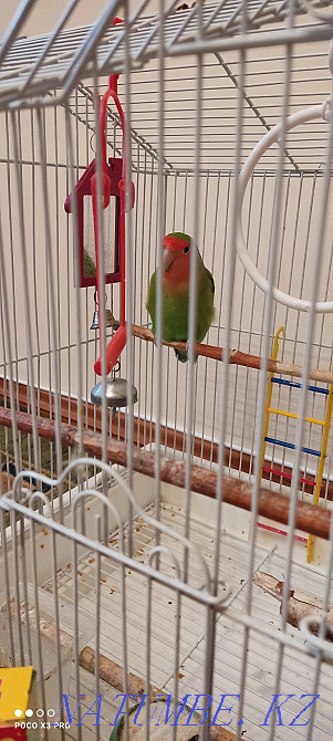 Попугайчик попугай Алматы - изображение 2