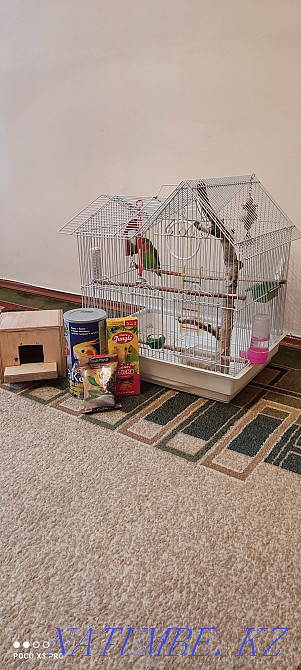 Попугайчик попугай Алматы - изображение 3