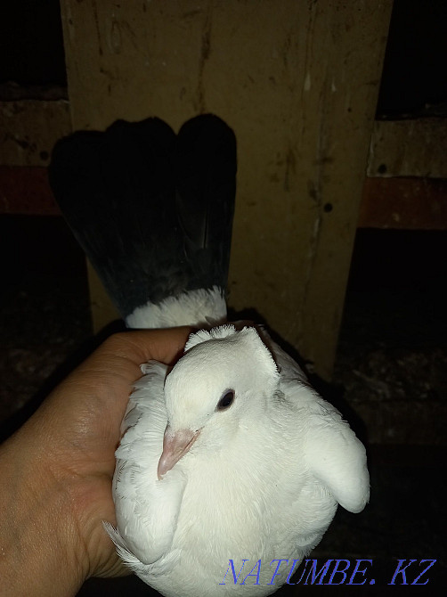 Продаётся чёрный хвост голубь  - изображение 5