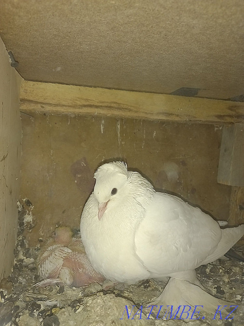 Продаётся чёрный хвост голубь  - изображение 2