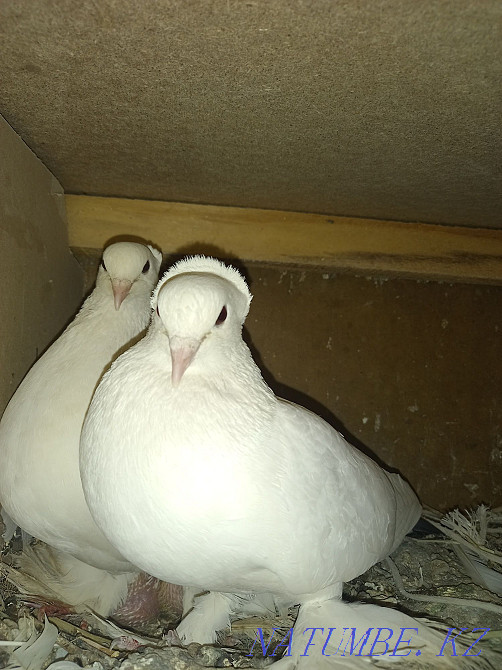 Продаётся чёрный хвост голубь  - изображение 1