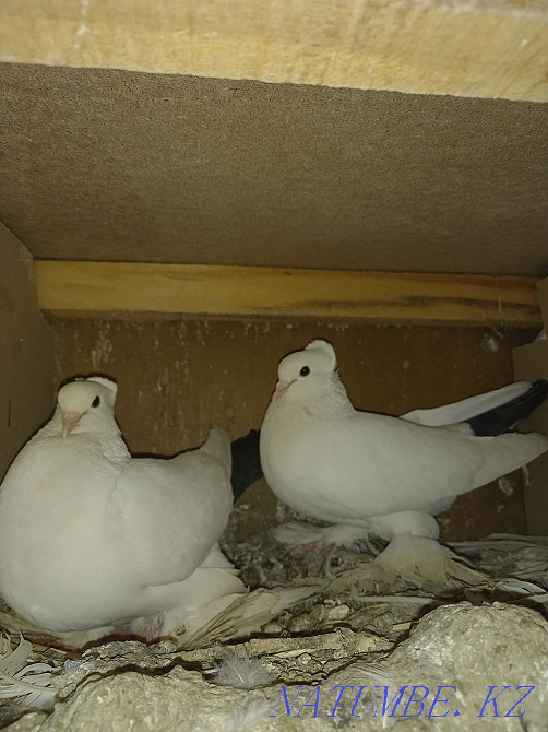 Продаётся чёрный хвост голубь  - изображение 3