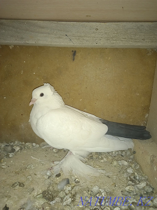 Продаётся чёрный хвост голубь  - изображение 4