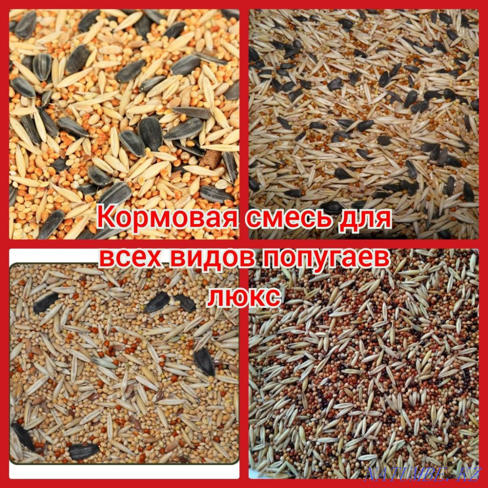 Просса красная оптом и в розницу Шымкент - изображение 1