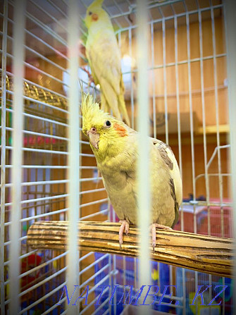 Parrot Corella in the pet store "LIVING WORLD" Almaty - photo 2